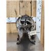 Image 1 : Jimothy Raccoon Full Body Taxidermy Mount