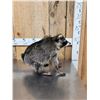 Image 2 : Jimothy Raccoon Full Body Taxidermy Mount