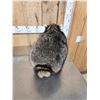 Image 3 : Jimothy Raccoon Full Body Taxidermy Mount