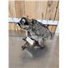 Image 4 : Jimothy Raccoon Full Body Taxidermy Mount