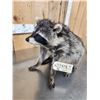 Image 5 : Jimothy Raccoon Full Body Taxidermy Mount