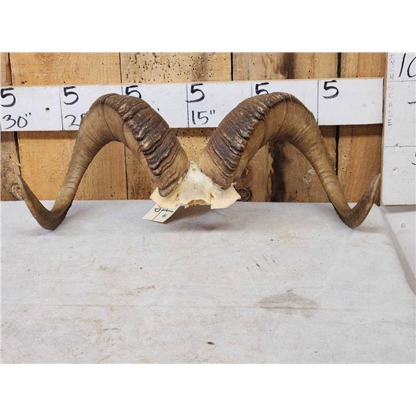 Stone Sheep Horns On Skull Plate Taxidermy