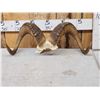 Image 1 : Stone Sheep Horns On Skull Plate Taxidermy