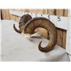 Image 2 : Stone Sheep Horns On Skull Plate Taxidermy