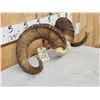 Image 3 : Stone Sheep Horns On Skull Plate Taxidermy