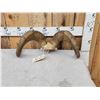 Image 4 : Stone Sheep Horns On Skull Plate Taxidermy