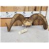 Image 5 : Stone Sheep Horns On Skull Plate Taxidermy