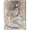 Image 3 : 2 Quail In A Lamp Bird Taxidermy