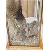 Image 5 : 2 Quail In A Lamp Bird Taxidermy