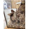 Image 7 : 2 Quail In A Lamp Bird Taxidermy