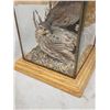 Image 8 : 2 Quail In A Lamp Bird Taxidermy