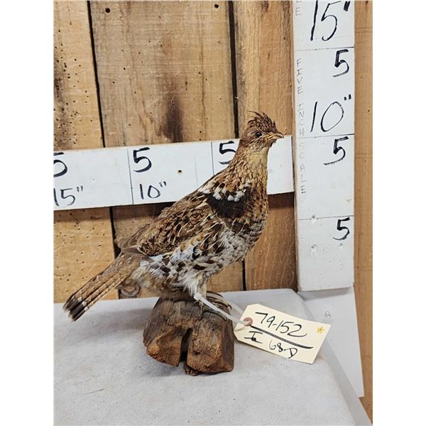Ruffed Grouse Full Body Bird Taxidermy