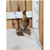 Image 2 : Ruffed Grouse Full Body Bird Taxidermy