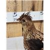 Image 4 : Ruffed Grouse Full Body Bird Taxidermy