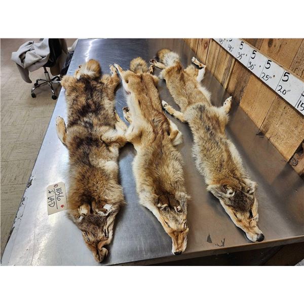 3 Coyote Soft Tanned Furs Taxidermy