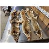 Image 1 : 3 Coyote Soft Tanned Furs Taxidermy