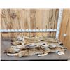 Image 2 : 3 Coyote Soft Tanned Furs Taxidermy