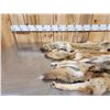 Image 3 : 3 Coyote Soft Tanned Furs Taxidermy