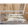 Image 4 : 3 Coyote Soft Tanned Furs Taxidermy