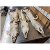 Image 5 : 3 Coyote Soft Tanned Furs Taxidermy