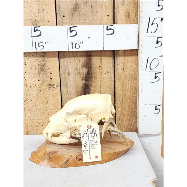 Black Bear Skull On Deer Sntler Display Taxidermy