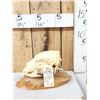 Image 1 : Black Bear Skull On Deer Sntler Display Taxidermy