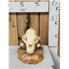 Image 2 : Black Bear Skull On Deer Sntler Display Taxidermy