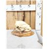 Image 3 : Black Bear Skull On Deer Sntler Display Taxidermy
