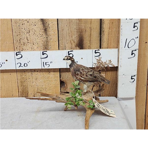 Quail Full Body Bird Taxidermy