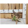 Image 1 : Quail Full Body Bird Taxidermy