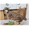 Image 2 : Quail Full Body Bird Taxidermy