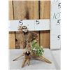 Image 3 : Quail Full Body Bird Taxidermy