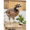 Image 4 : Quail Full Body Bird Taxidermy