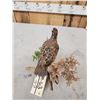 Image 5 : Quail Full Body Bird Taxidermy