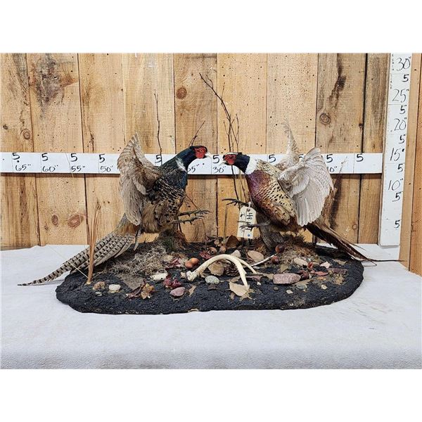 Pair Of Sparing Ringneck Pheasants Bird Taxidermy