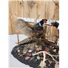 Image 2 : Pair Of Sparing Ringneck Pheasants Bird Taxidermy