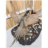 Image 3 : Pair Of Sparing Ringneck Pheasants Bird Taxidermy