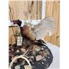 Image 4 : Pair Of Sparing Ringneck Pheasants Bird Taxidermy