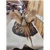 Image 5 : Pair Of Sparing Ringneck Pheasants Bird Taxidermy