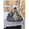 Image 7 : Pair Of Sparing Ringneck Pheasants Bird Taxidermy