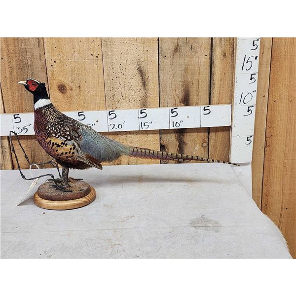 Ringneck Pheasant Full Body Bird Taxidermy
