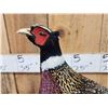 Image 2 : Ringneck Pheasant Full Body Bird Taxidermy