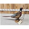 Image 4 : Ringneck Pheasant Full Body Bird Taxidermy