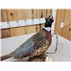 Image 5 : Ringneck Pheasant Full Body Bird Taxidermy