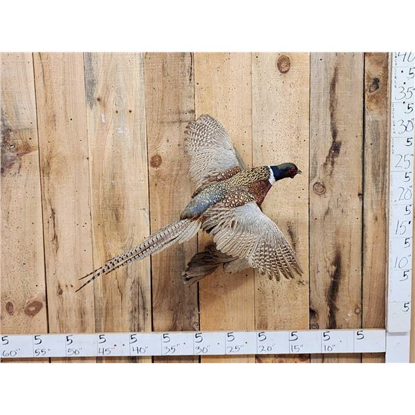 Ringneck Pheasant In Flight Bird Taxidermy