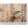 Image 1 : Ringneck Pheasant In Flight Bird Taxidermy