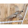 Image 2 : Ringneck Pheasant In Flight Bird Taxidermy
