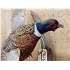 Image 3 : Ringneck Pheasant In Flight Bird Taxidermy