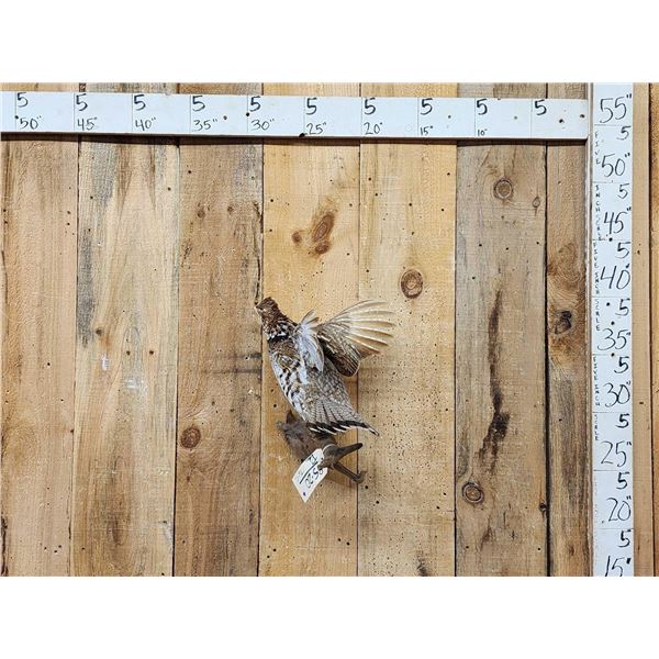 Ruffed Grouse Taking Flight Bird Taxidermy