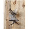 Image 2 : Ruffed Grouse Taking Flight Bird Taxidermy